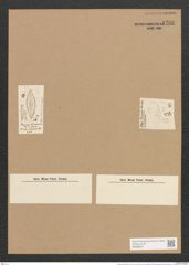 Stauroneis finmarchica Cl. et Grun. (de-Toni-Nr.: Genus 6, Species 922) Zeichnungen Sammlung Grunow Nr. 1780 (NHMW-BOT-W0368679)
